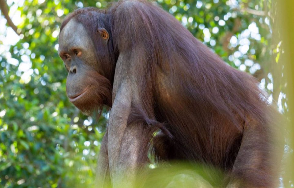 Bioparc Fuengirola da la bienvenida a 'Popo', un nuevo macho de orangután de Borneo