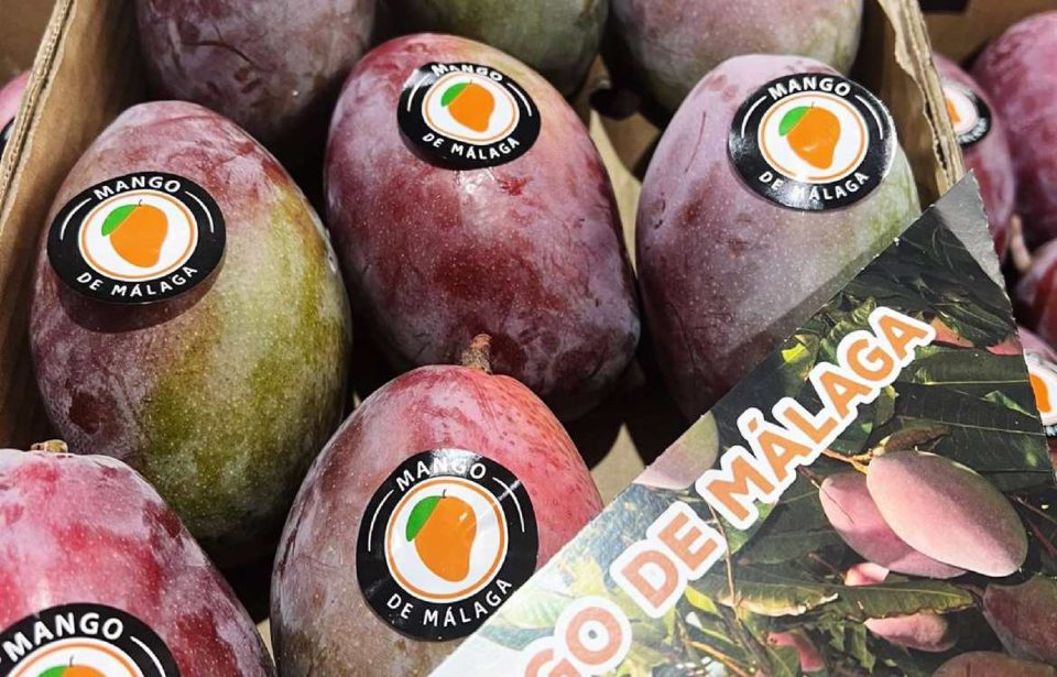 Marca 'Mango de Málaga' arranca campaña con objetivo de reconocer calidad en origen y potenciar demanda europea