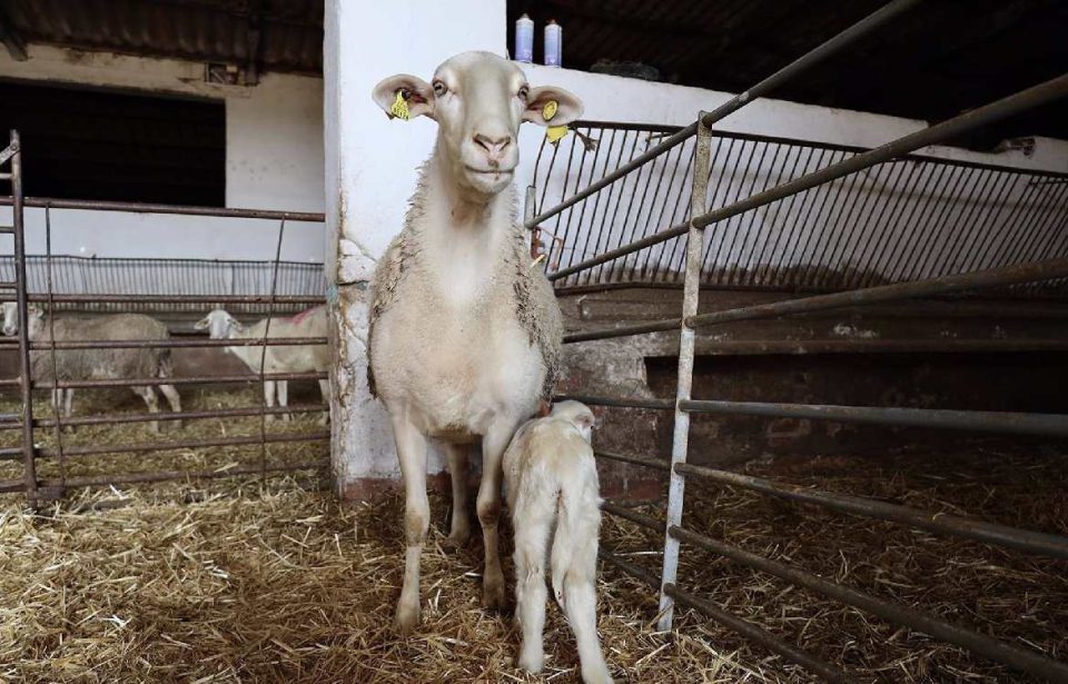 Asaja critica "las limitaciones" introducidas en las ayudas de la Diputación a agricultores y ganaderos