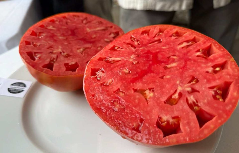 Diputación destaca que el tomate huevo de toro es un producto "único" que impulsa el sector agroalimentario