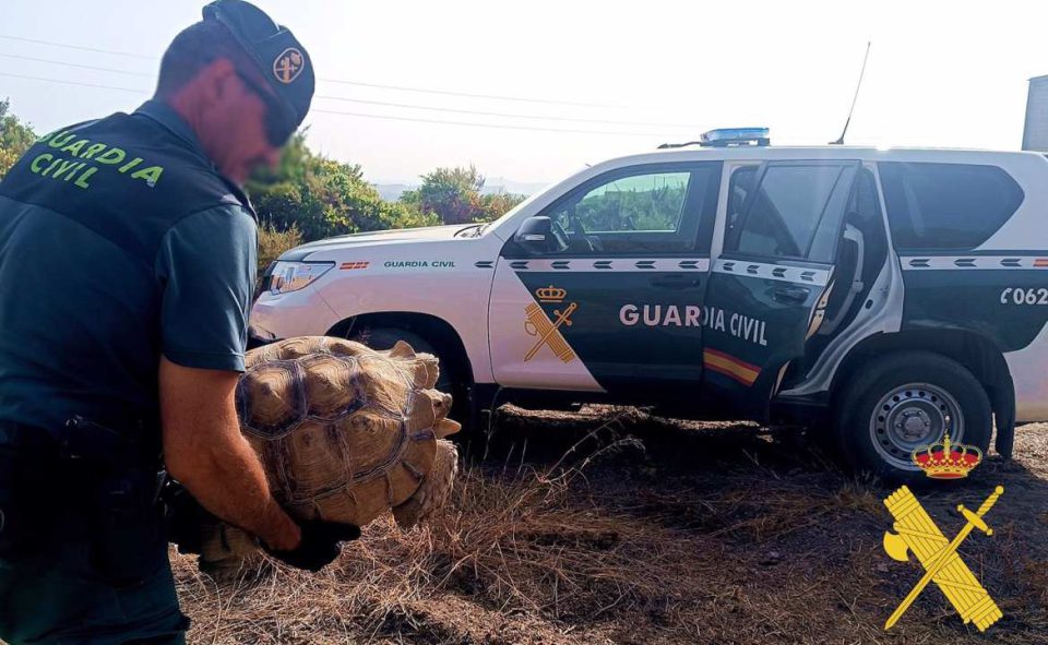 La Guardia Civil recupera una 'tortuga sulcata' de 25 kilos en Cabo de Gata (Almería)