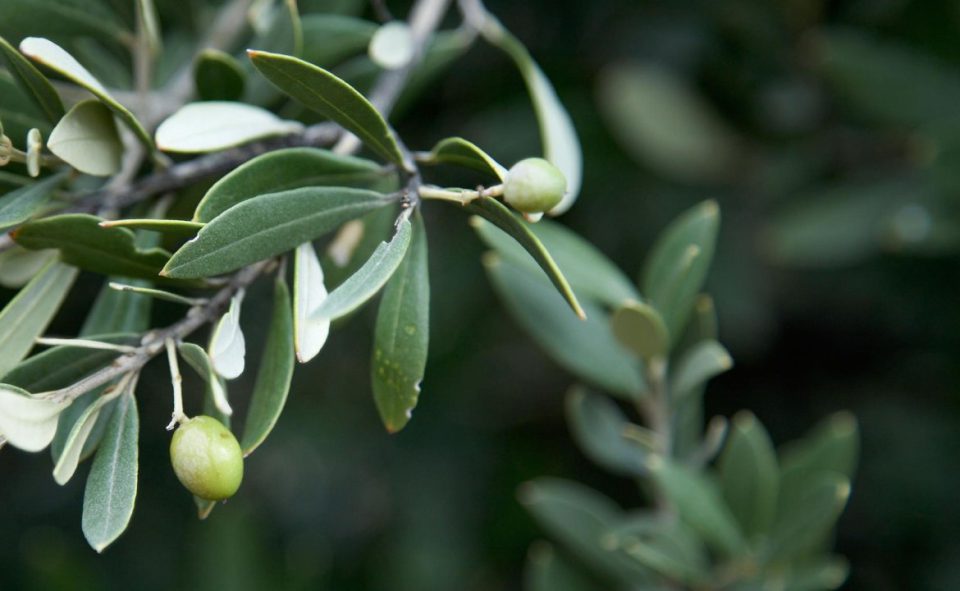 Las exportaciones agroalimentarias andaluzas suben un 14% hasta junio y rozan los 9.000 millones