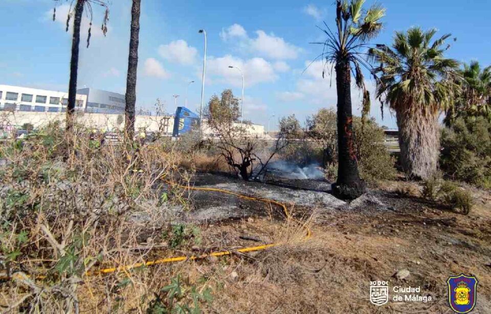 La superficie y las palmeras afectadas por el incendio.