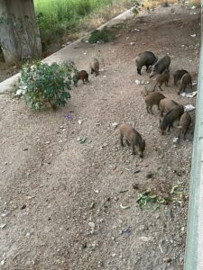 Piara de jabalíes en el río Guadalmedina