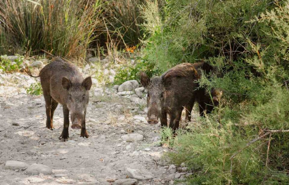 Tres jabalíes en el campo