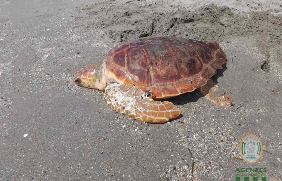 Trasladan a un centro de recuperación un ejemplar de tortuga boba rescatado en la playa de El Zapillo