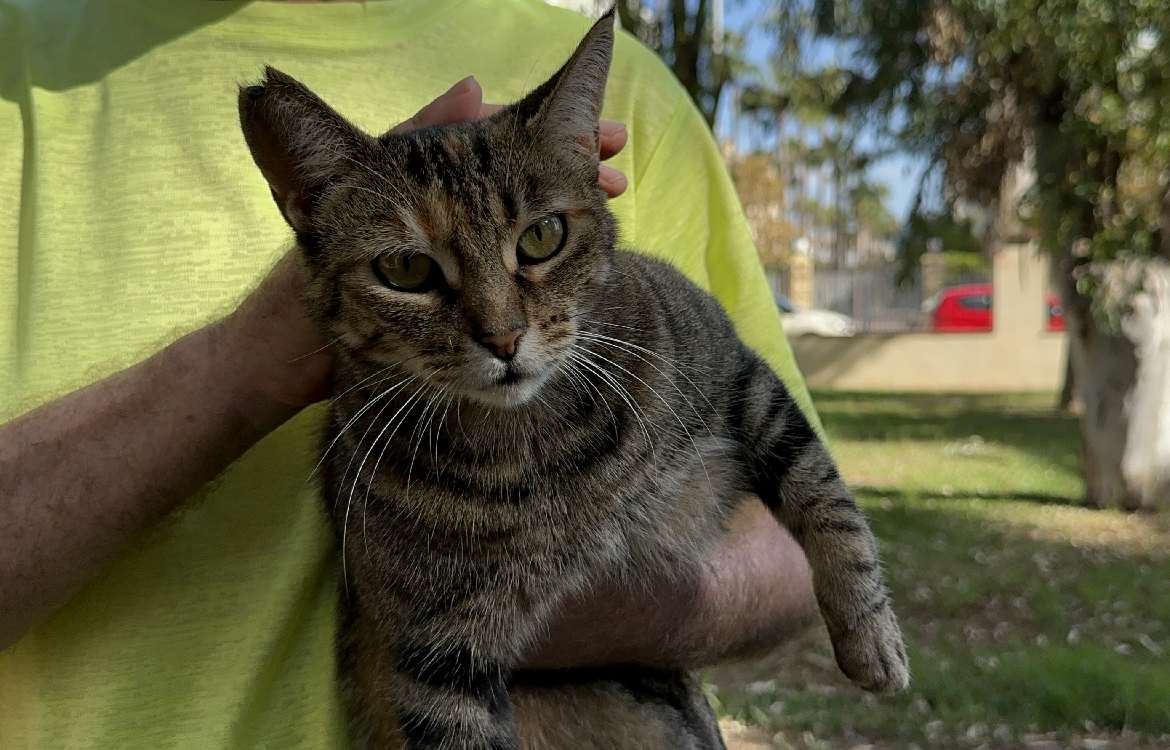 Un gato en la presentación de 'Anímate'. IMAGEN: ALBA TENZA