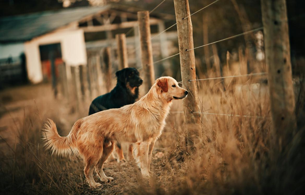 Residencia canina en Málaga