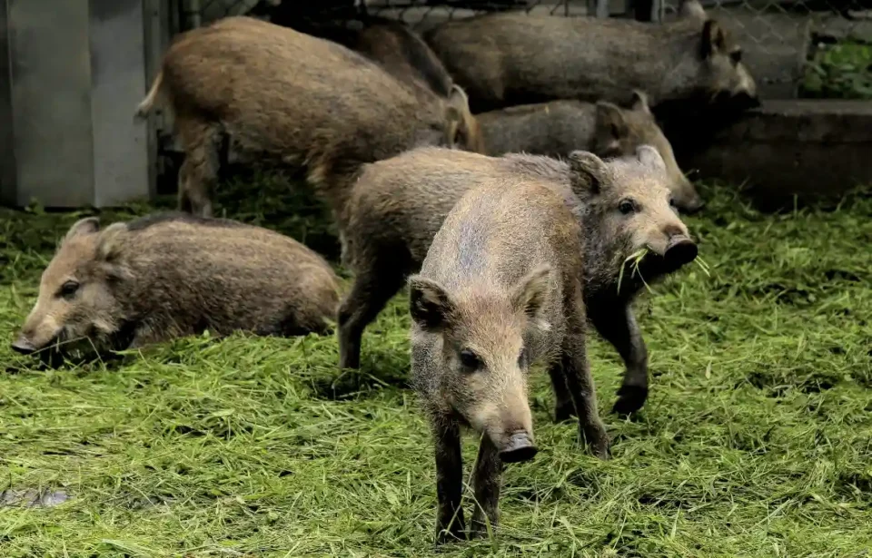 Asociaciones animalistas se oponen al uso del arco para controlar la invasión de jabalíes: “Pedimos un enfoque ético”