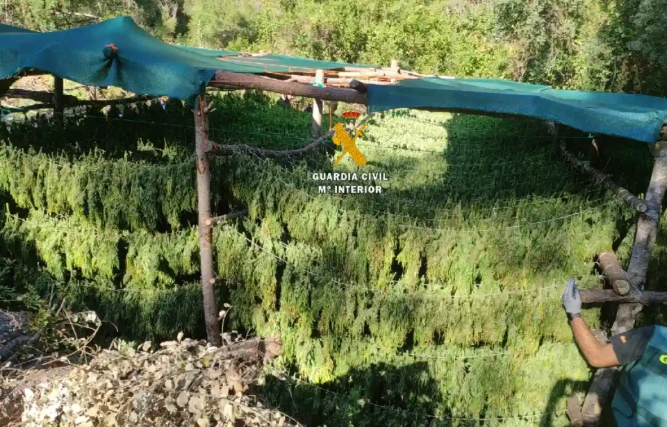 Desmantelada una plantación de marihuana oculta en el paraje del Parque Nacional Sierra de las Nieves.