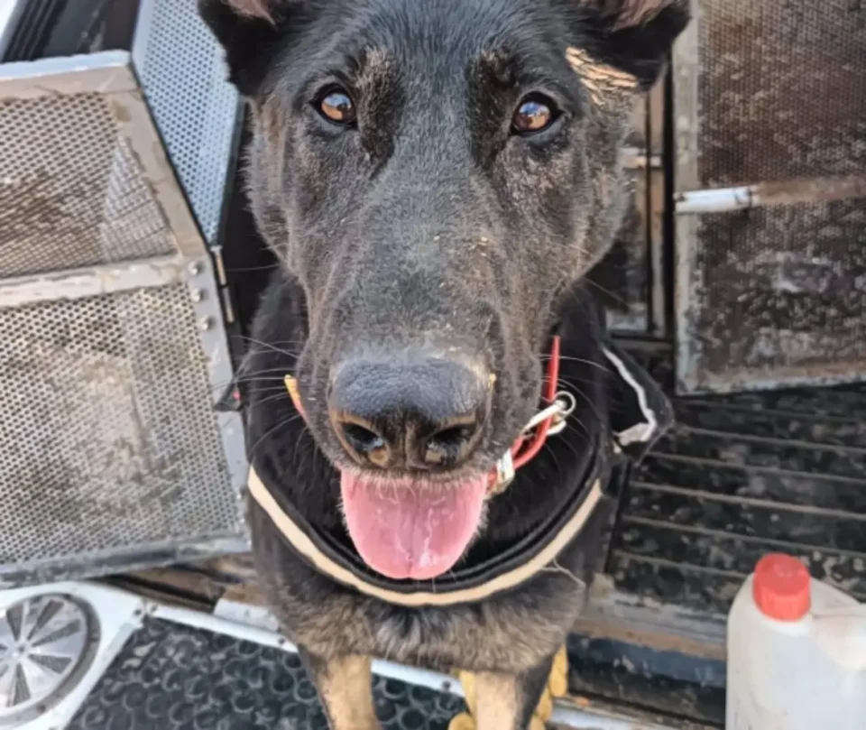 Así son los perros adiestrados de Valencia