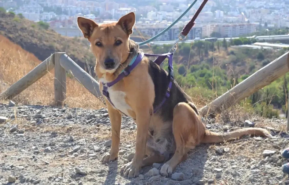 Málaga da luz verde inicial al reglamento que regulará el voluntariado en el Centro de Protección Animal