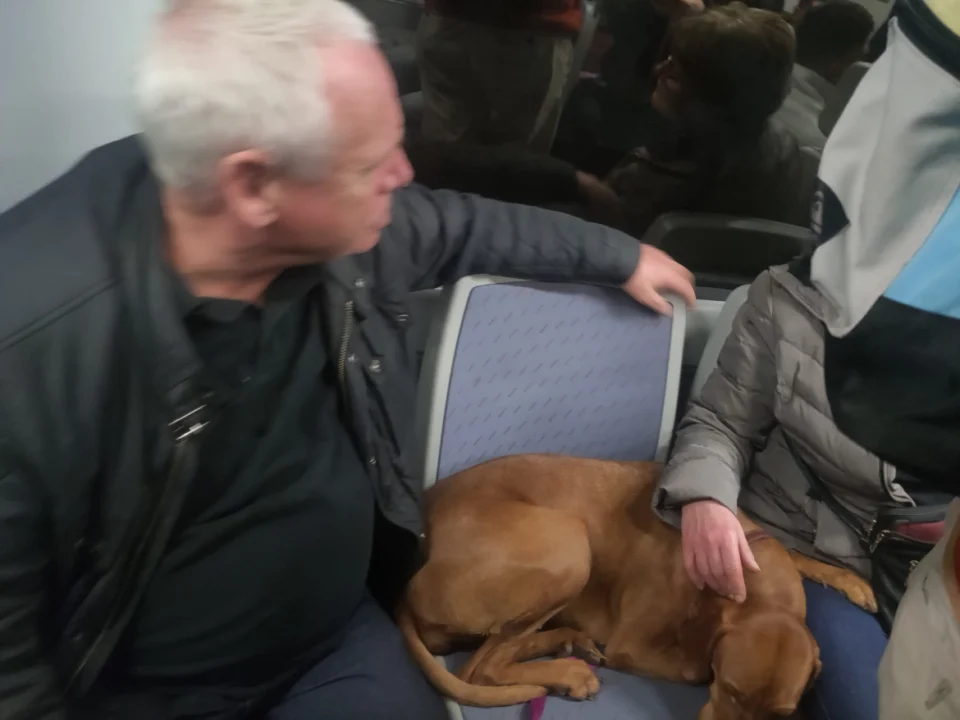 Un perro en un asiento del Cercanías